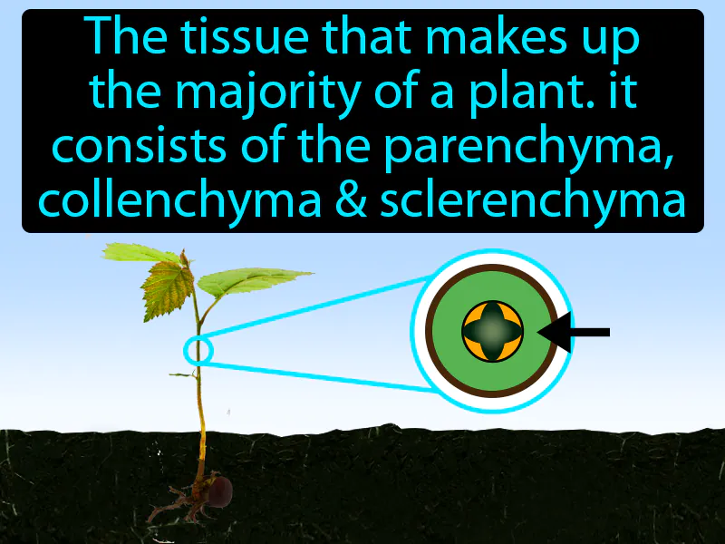 Ground Tissue Definition Ground Tissue Definition