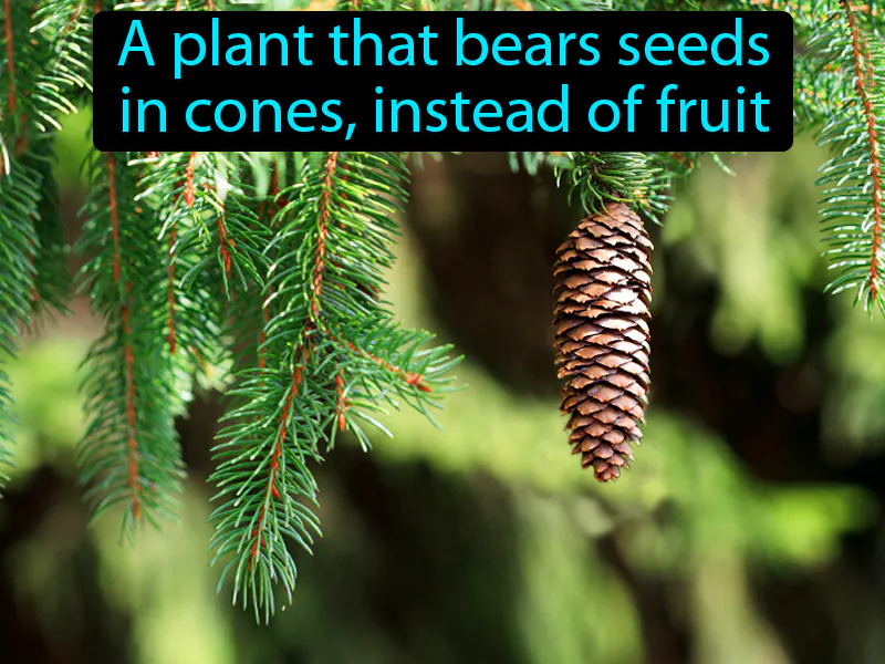 Gymnosperm Definition Gymnosperm Definition