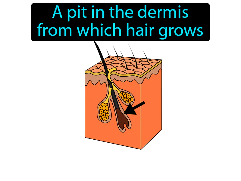 Hair Follicle Definition Hair Follicle Definition