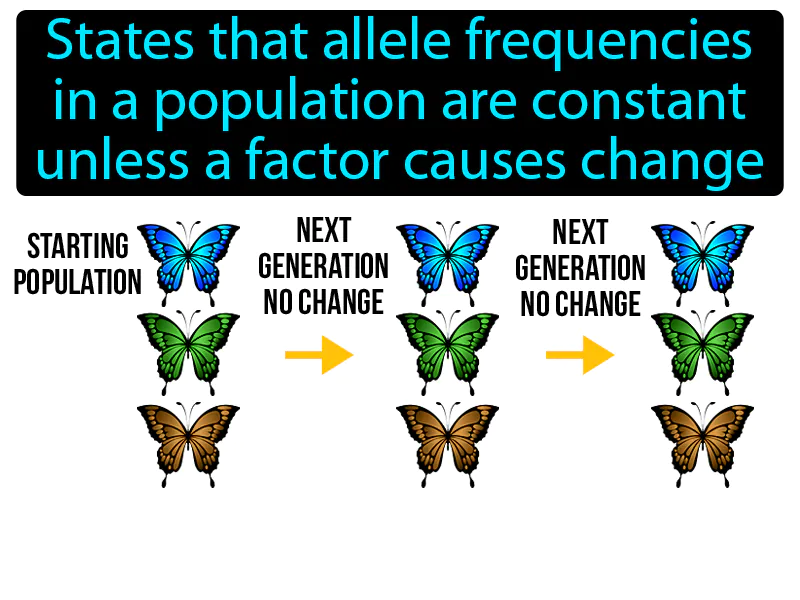 Hardy Weinberg Principle Definition Hardy Weinberg Principle Definition