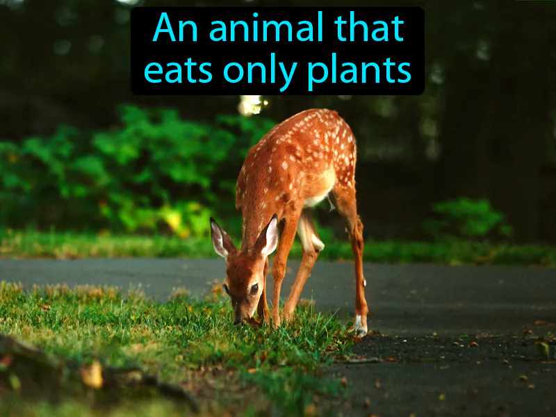 Herbivore Definition Herbivore Definition