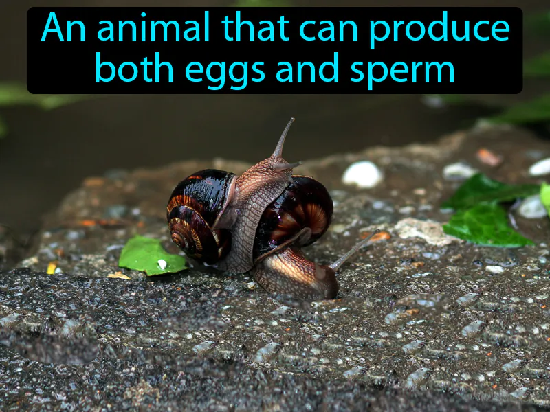 Hermaphrodite Definition Hermaphrodite Definition