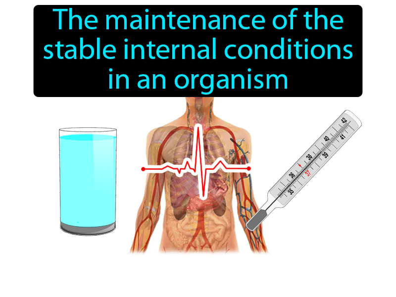 Homeostasis Definition Homeostasis Definition