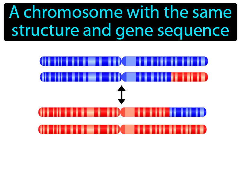 Homologous Chromosome Definition Homologous Chromosome Definition