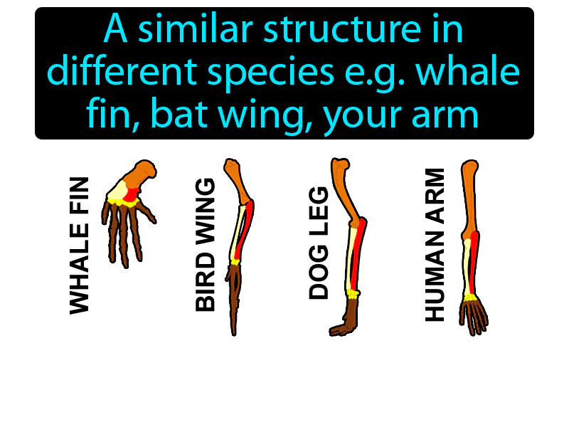 Homologous Structure Definition Homologous Structure Definition