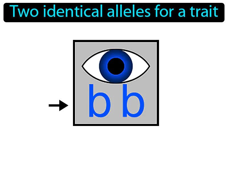 Homozygous Definition Homozygous Definition