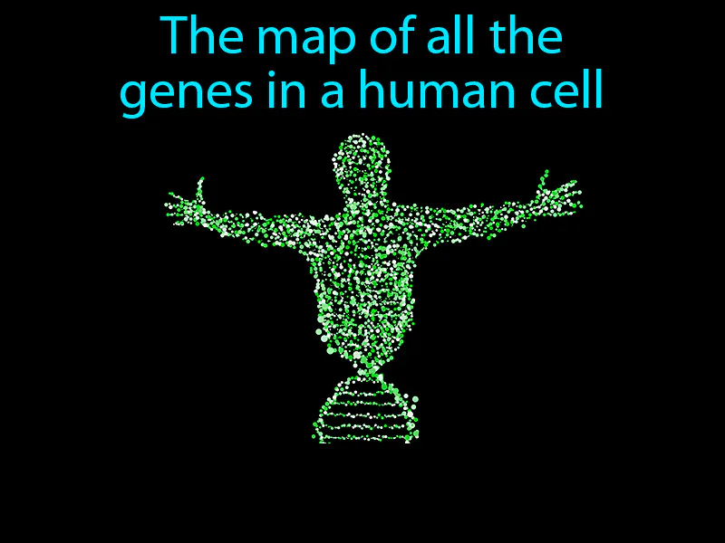 Human Genome Definition Human Genome Definition