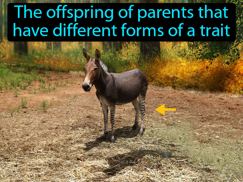 Hybrid Definition Hybrid Definition