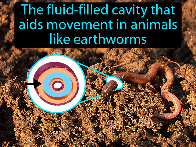 Hydrostatic Skeleton Definition Hydrostatic Skeleton Definition