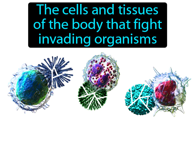 Immune System Definition Immune System Definition