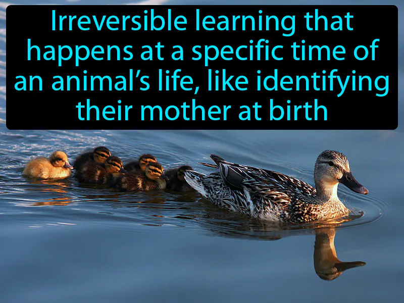 Imprinting Definition Imprinting Definition