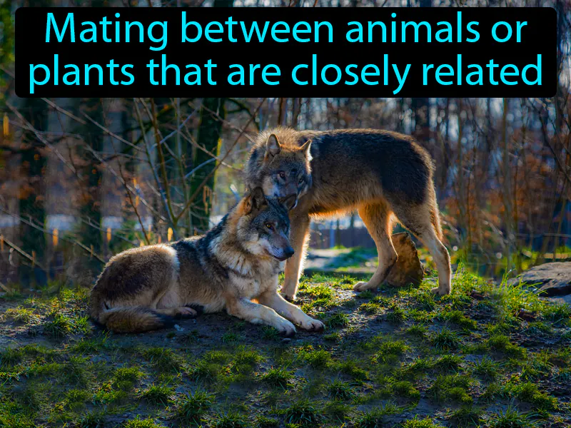 Inbreeding Definition Inbreeding Definition