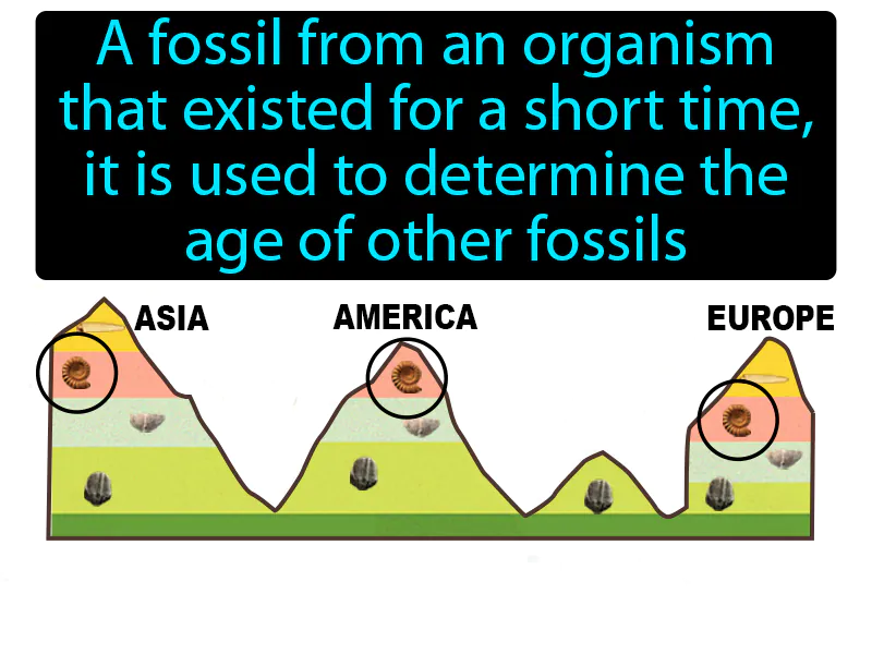 Index Fossil Definition Index Fossil Definition
