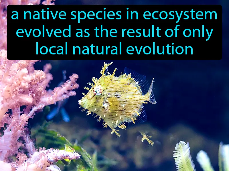 Indigenous Definition Indigenous Definition