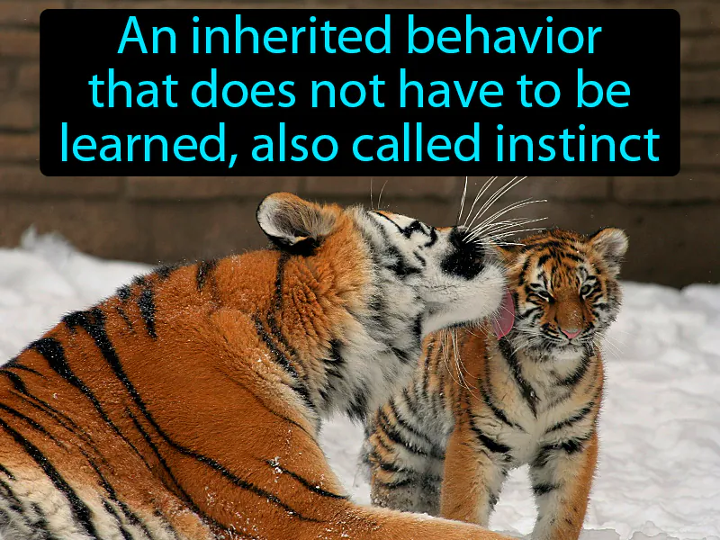 Innate Behavior Definition Innate Behavior Definition