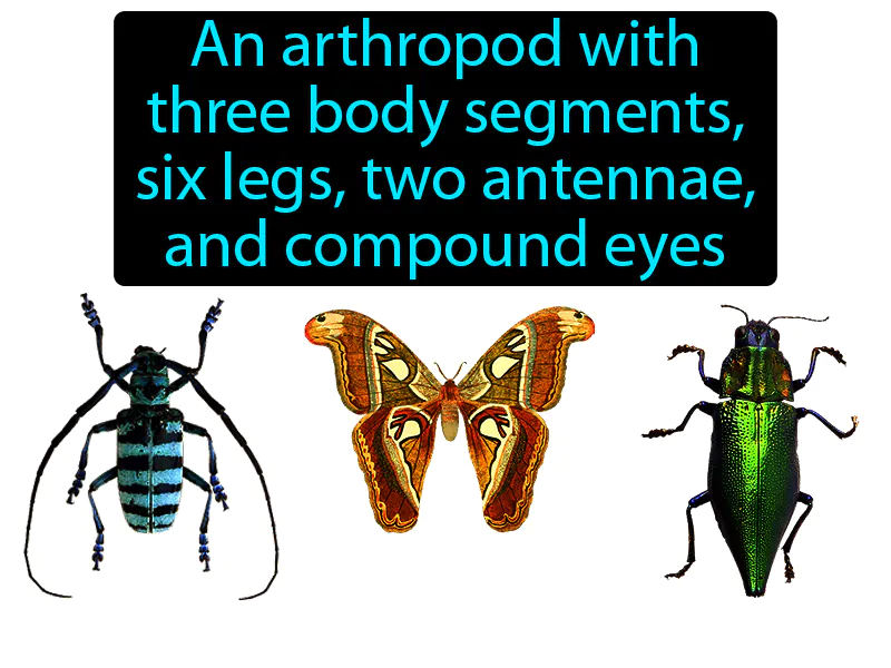 Insect Definition Insect Definition