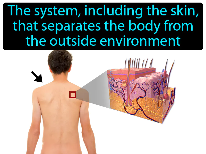 Integumentary System Definition Integumentary System Definition