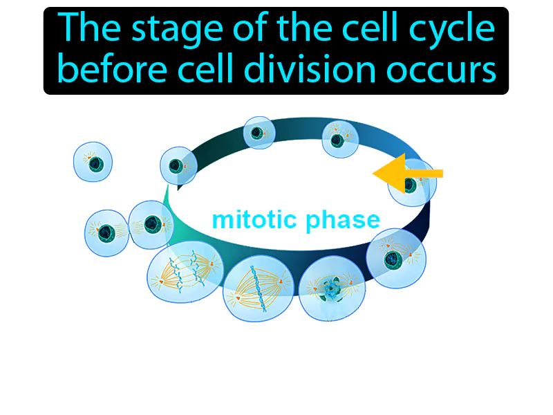 Interphase Definition Interphase Definition