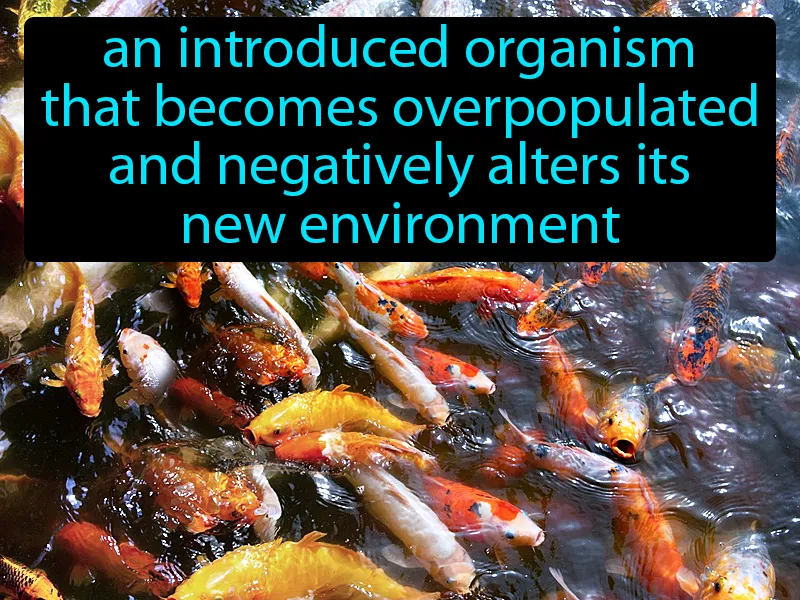 Invasive Species Definition Invasive Species Definition