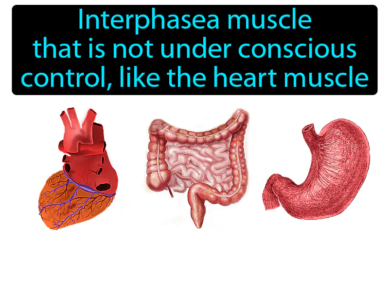 Involuntary Muscle Definition Involuntary Muscle Definition