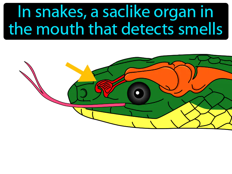 Jacobsons Organ Definition Jacobsons Organ Definition