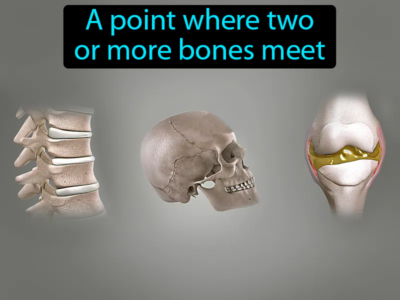 Joint Definition Joint Definition