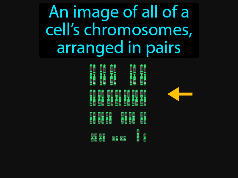 Karyotype Definition Karyotype Definition