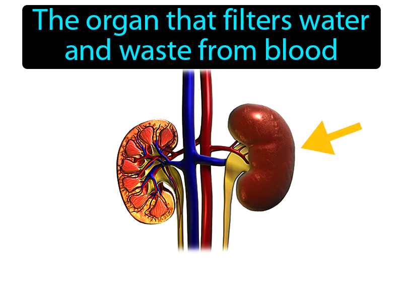 Kidney Definition Kidney Definition