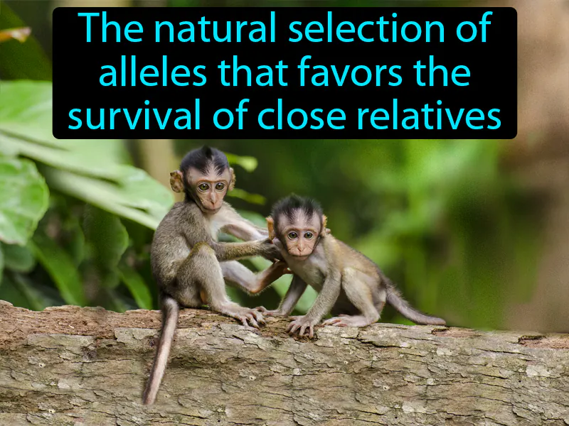 Kin Selection Definition Kin Selection Definition