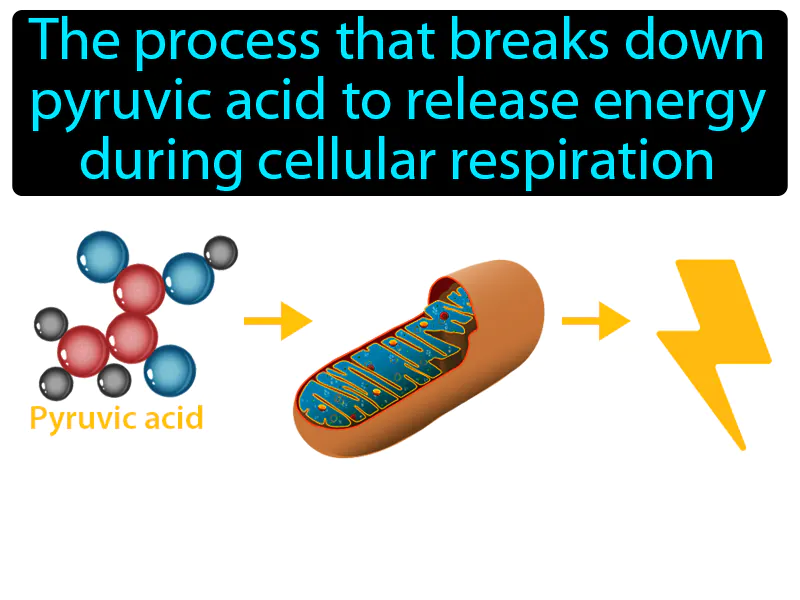 Krebs Cycle Definition Krebs Cycle Definition