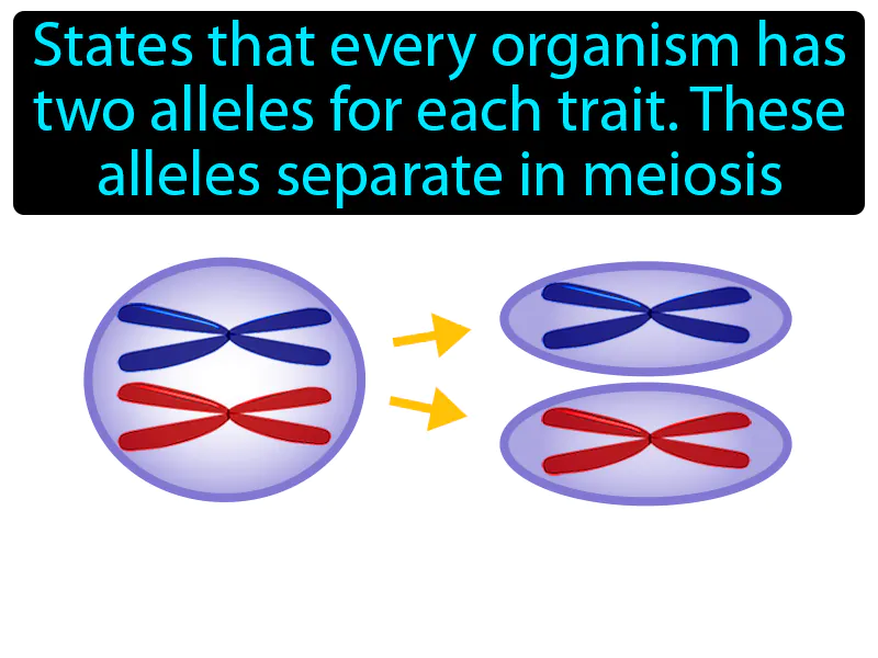 Law Of Segregation Definition Law Of Segregation Definition