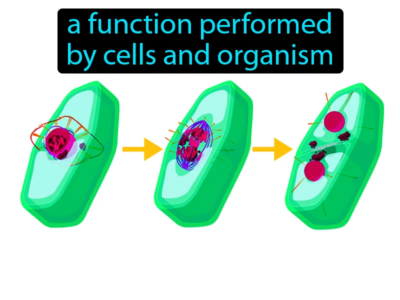 Life Activities Definition Life Activities Definition