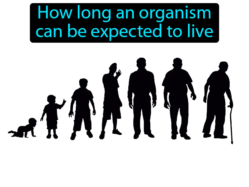 Life Span Definition Life Span Definition