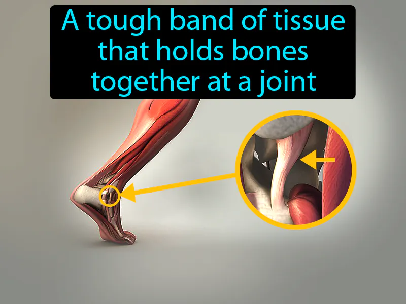 Ligament Definition Ligament Definition