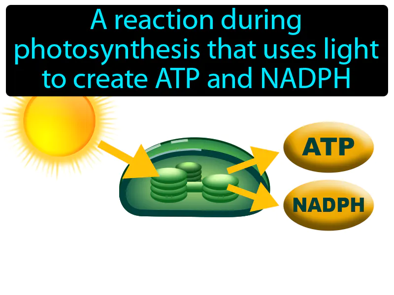 Light Dependent Reaction Definition Light Dependent Reaction Definition
