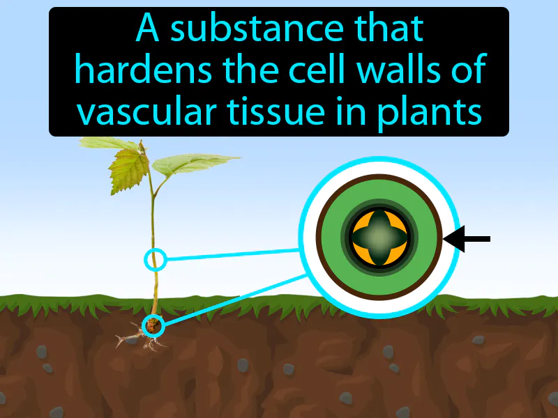 Lignin Definition Lignin Definition