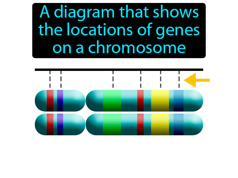 Linkage Map Definition Linkage Map Definition