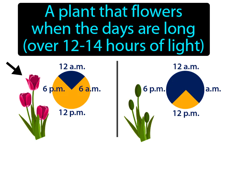 Long Day Plant Definition Long Day Plant Definition
