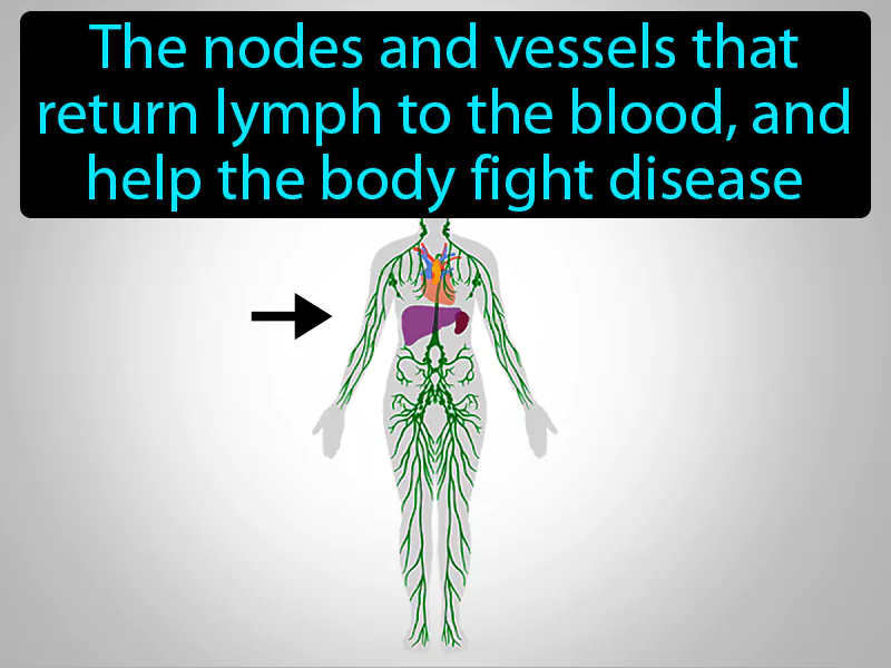 Lymphatic System Definition Lymphatic System Definition