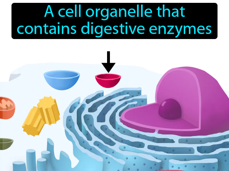 Lysosome Definition Lysosome Definition