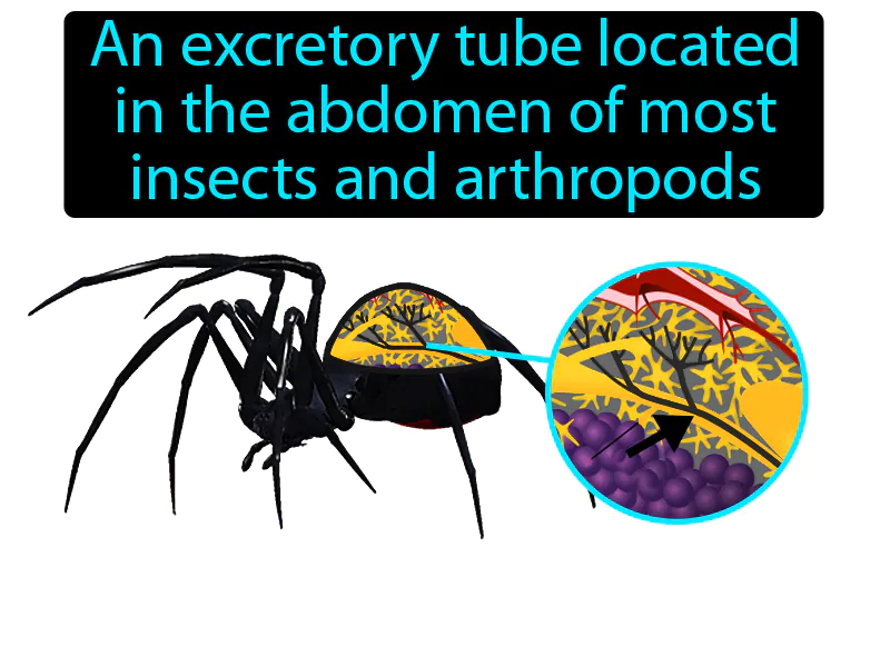 Malpighian Tubule Definition Malpighian Tubule Definition