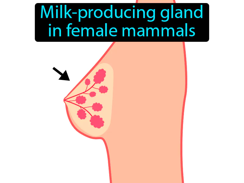Mammary Gland Definition Mammary Gland Definition