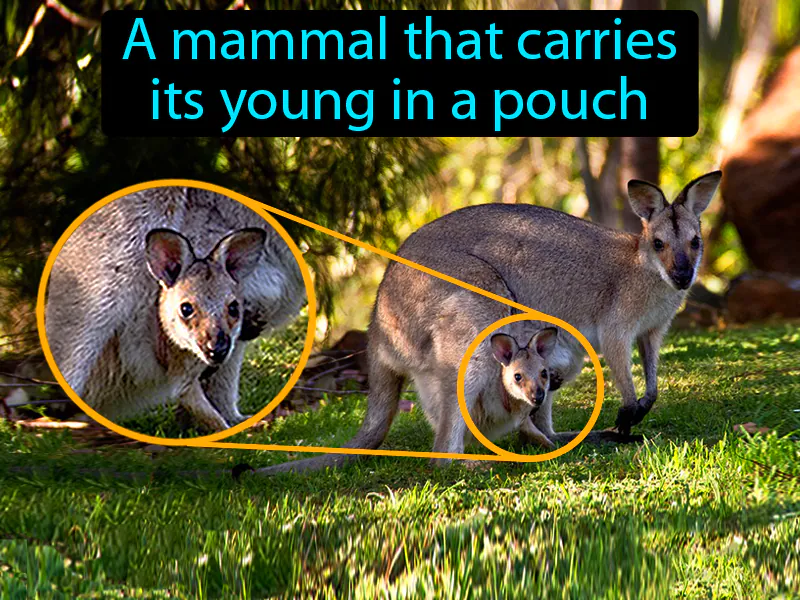 Marsupial Definition Marsupial Definition