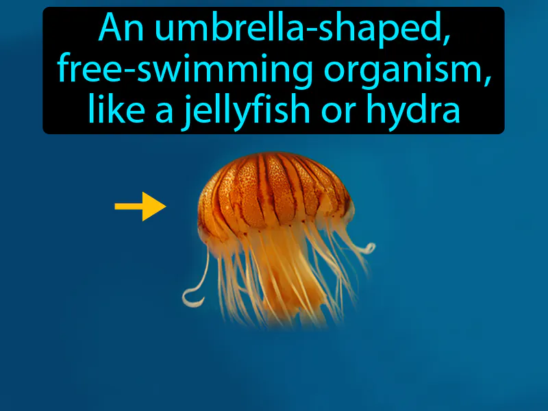 Medusa Definition Medusa Definition