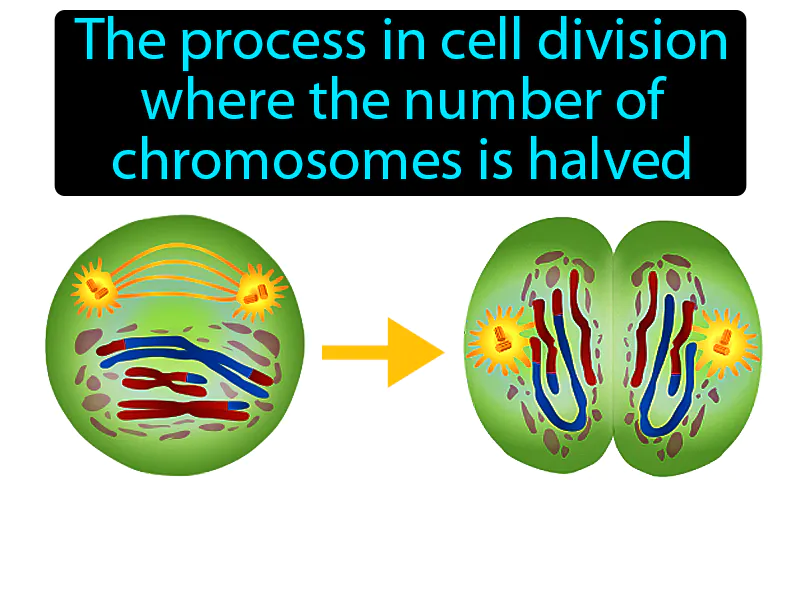 Meiosis Definition Meiosis Definition