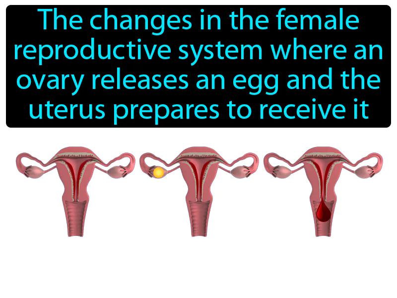 Menstrual Cycle Definition Menstrual Cycle Definition