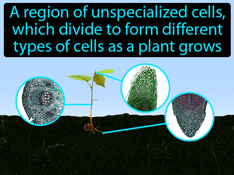 Meristem Definition Meristem Definition