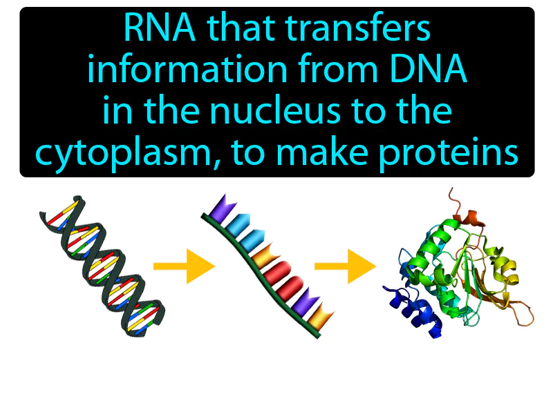 Messenger RNA Definition Messenger RNA Definition