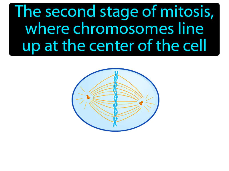 Metaphase Definition