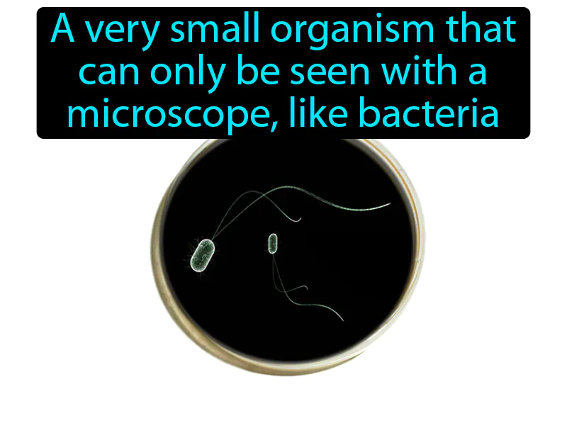 Microorganism Definition Microorganism Definition